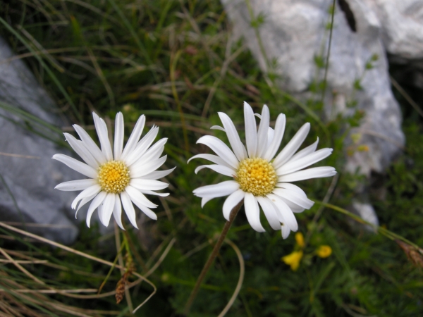 Bellidiastrum michelii (=Aster bellidiastrum)